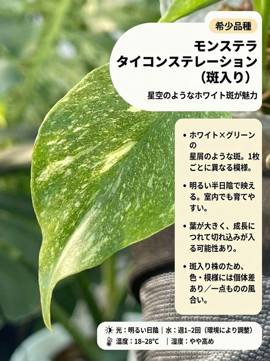 モンステラ・デリシオーサ – JolieNursery