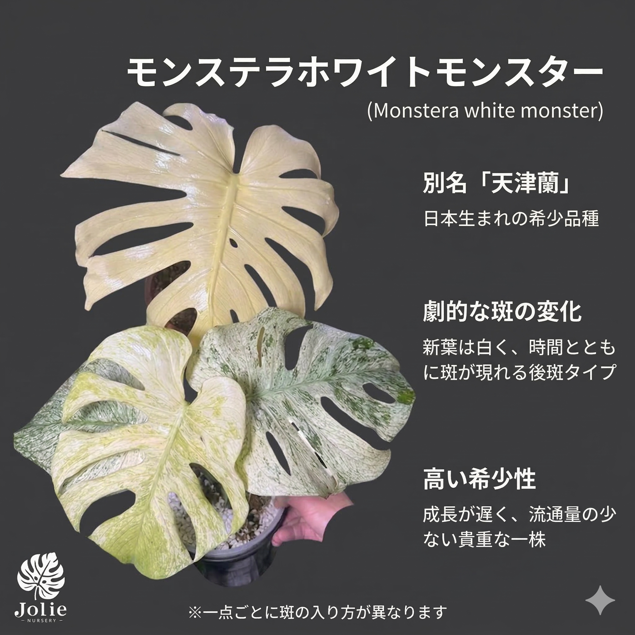 真正天津蘭】モンステラ・デリシオーサ 斑 