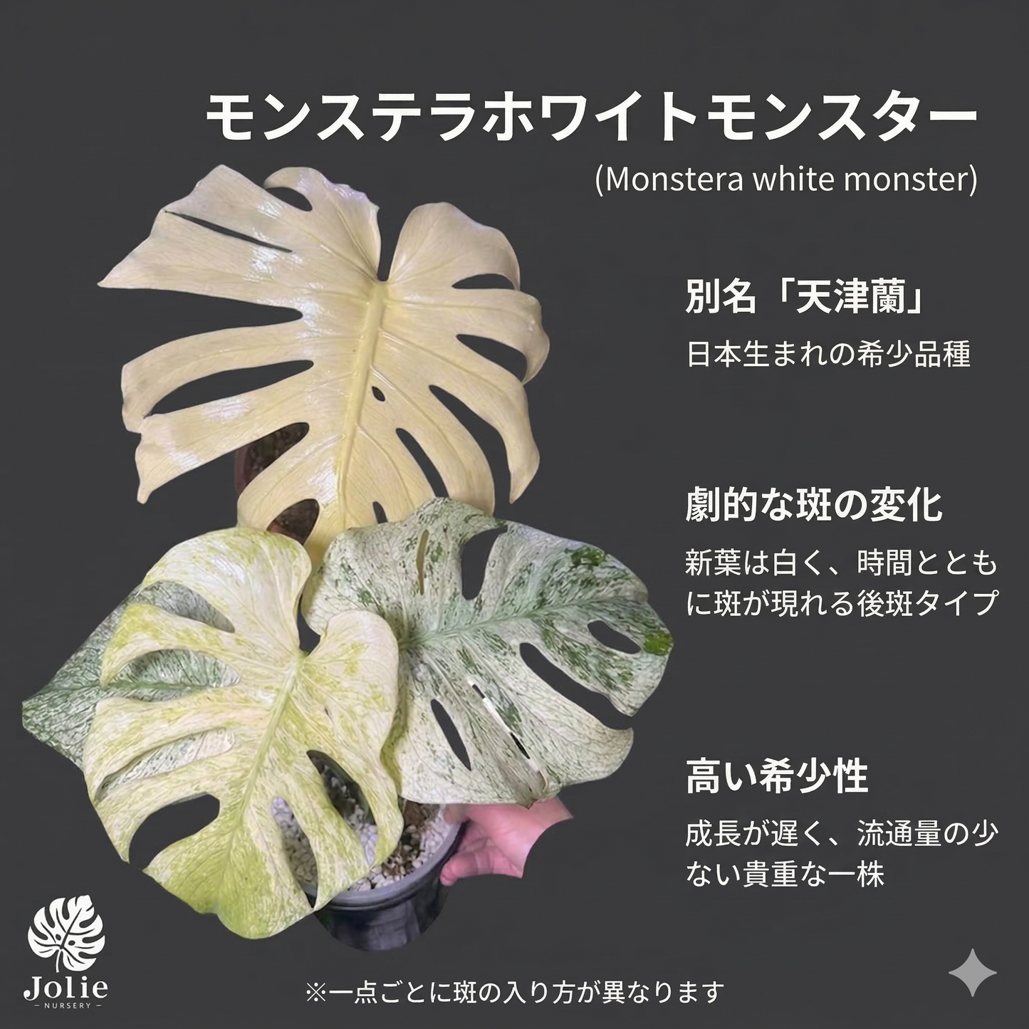 モンステラ デリシオーサ ホワイトモンスター 天津蘭 斑入り 2号ポリポット 希少種