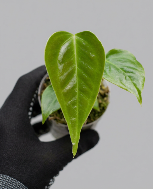 アンスリウム ベイチー 組織培養苗・順化済 2号（2寸ポリポット）【波打つ長葉が美しい希少種】