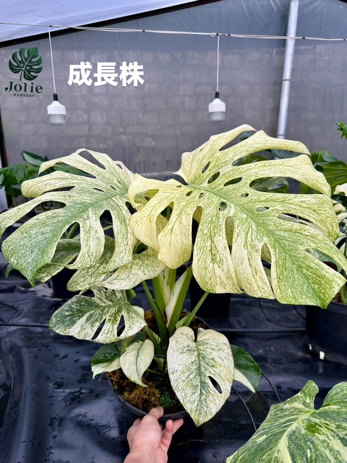 モンステラ デリシオーサ ミント 2寸ポリポット【爽やかなミント斑が美しい】