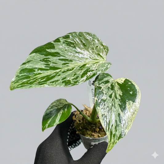 モンステラ　デリシオーサ　ベトシオーサ