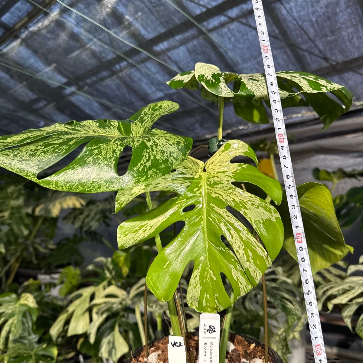 モンステラ　デリシオーサ　ベトシオーサ 健康株
