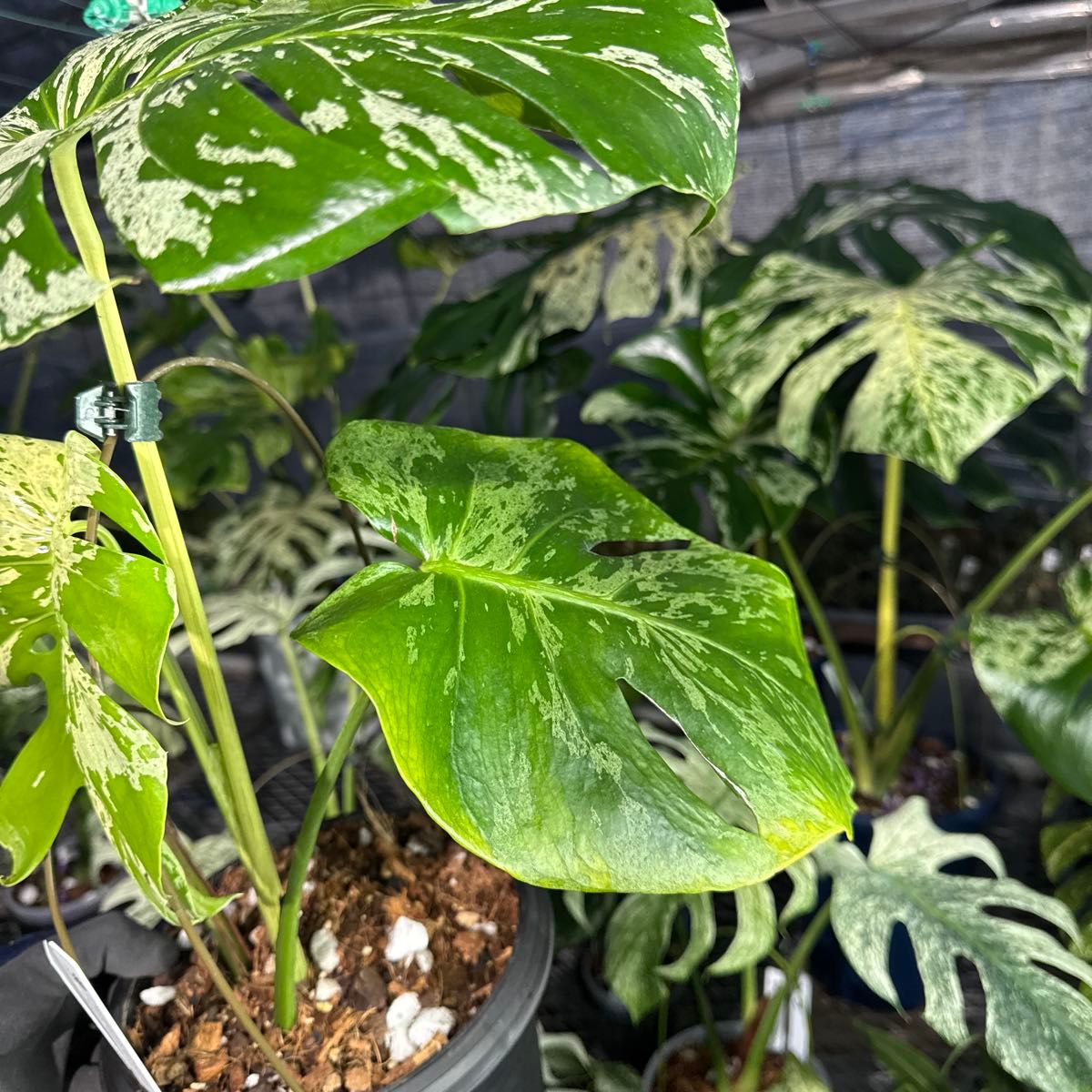 モンステラ デリシオーサ ベトシオーサ 健康株 – JolieNursery