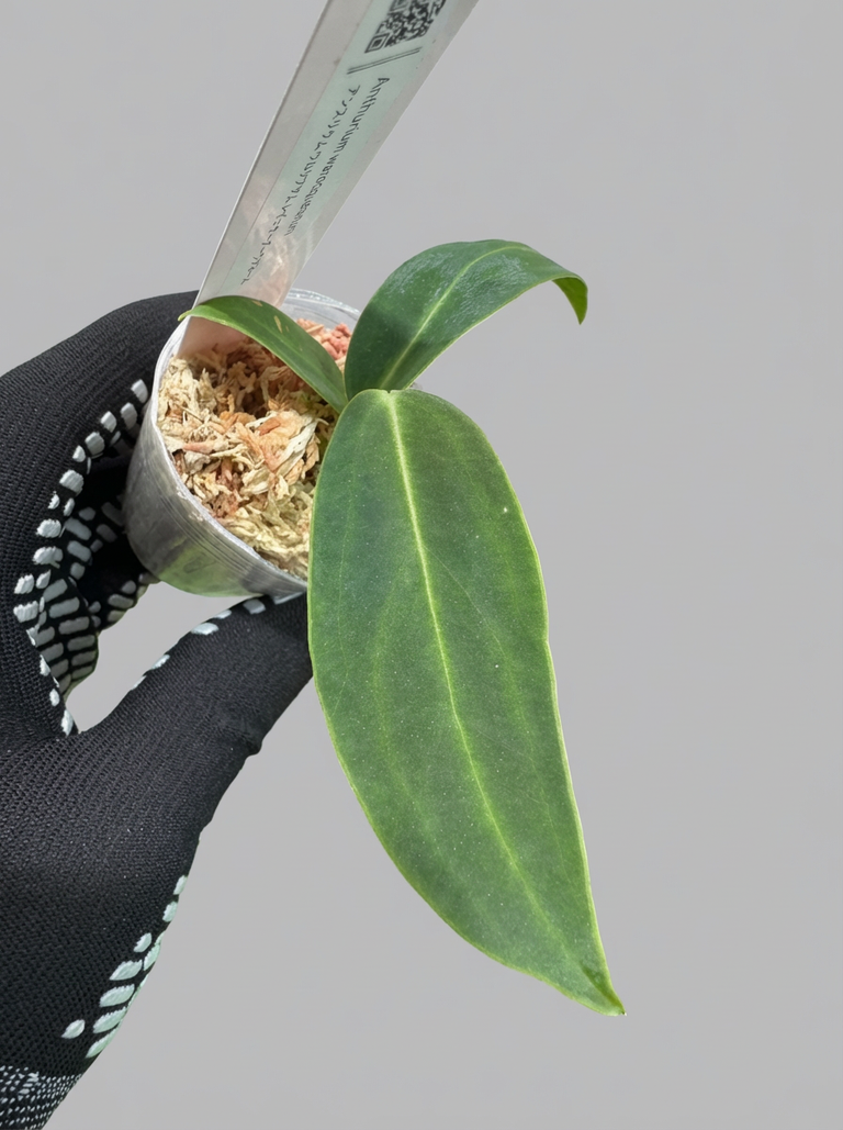 アンスリウム ワロケアナム レギュラーダークフォーム 2号（2寸ポリポット）【深みのあるダーク葉が美しい】