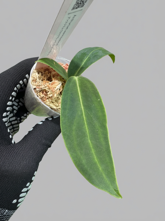 アンスリウム ワロケアナム レギュラーダークフォーム 2号（2寸ポリポット）【深みのあるダーク葉が美しい】