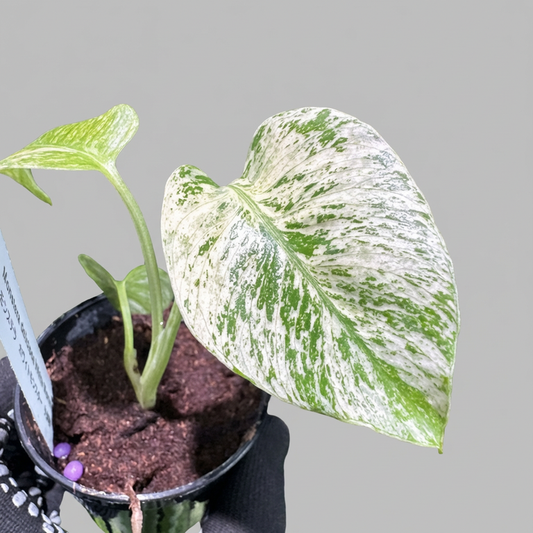 モンステラ デリシオーサ ホワイトモンスター 天津蘭 斑入り 2号ポリポット 希少種
