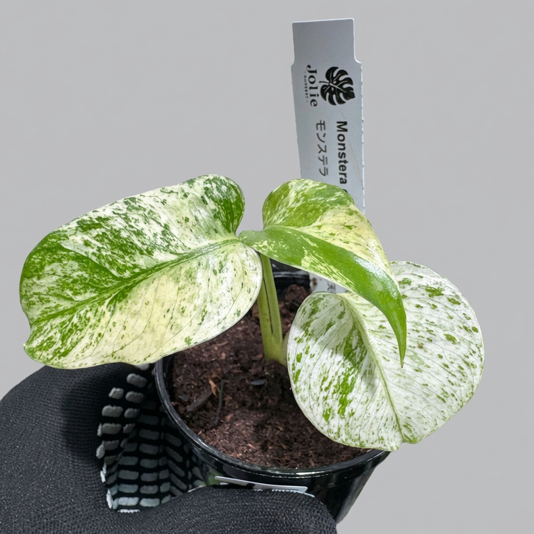 モンステラ デリシオーサ ホワイトモンスター 天津蘭 斑入り 2号ポリポット 希少種
