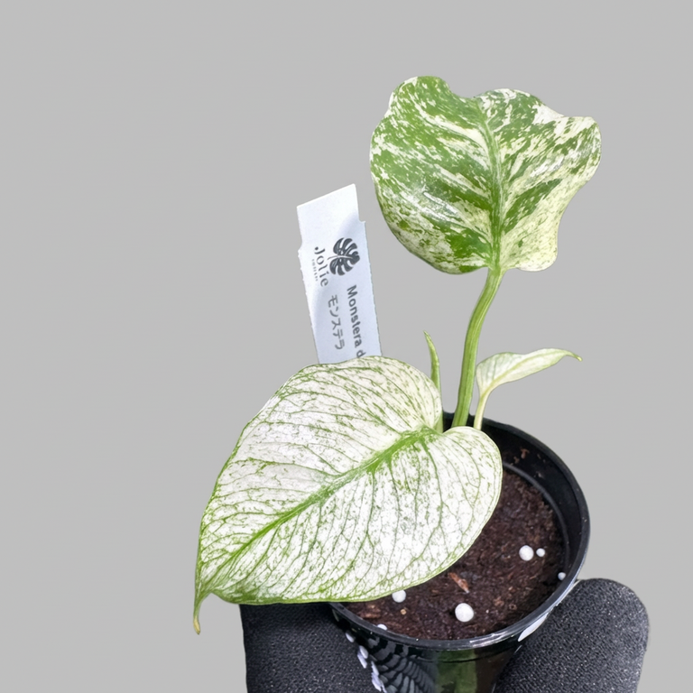 モンステラ デリシオーサ ホワイトモンスター 天津蘭 斑入り 2号ポリポット 希少種