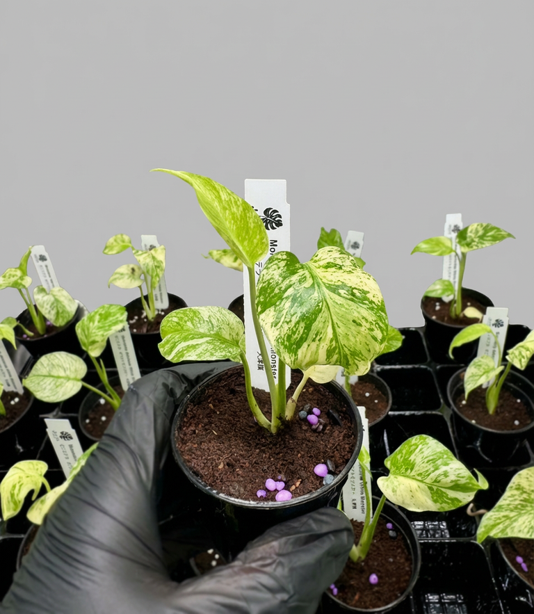 モンステラ デリシオーサ ホワイトモンスター 天津蘭 斑入り 2号ポリポット 希少種