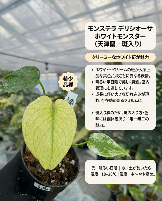 モンステラ・デリシオーサ – JolieNursery モンステラ・デリシオーサ – JolieNursery