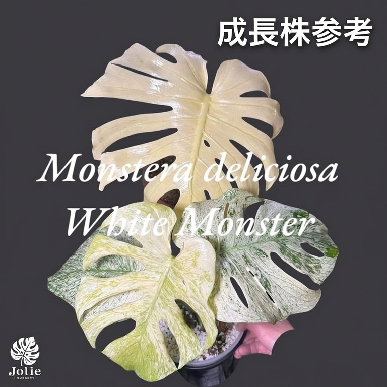 モンステラ デリシオーサ ホワイトモンスター 天津蘭 斑入り 希少種