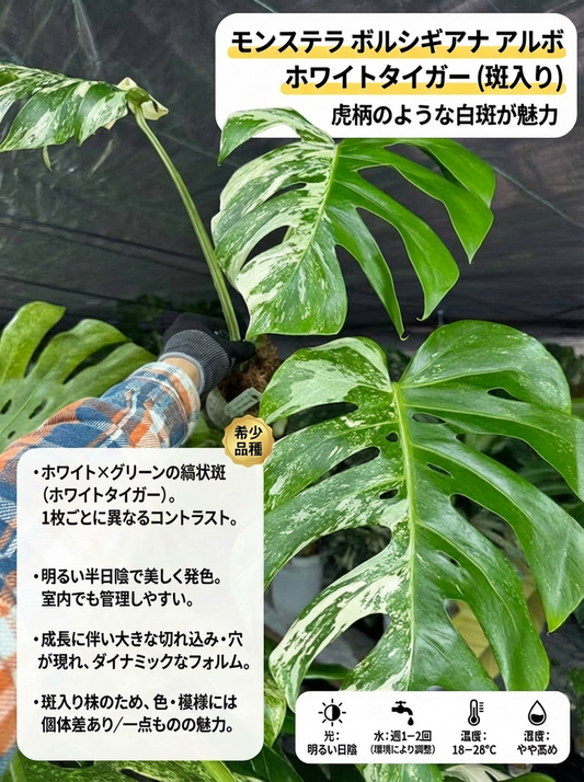 セール開催中 – JolieNursery