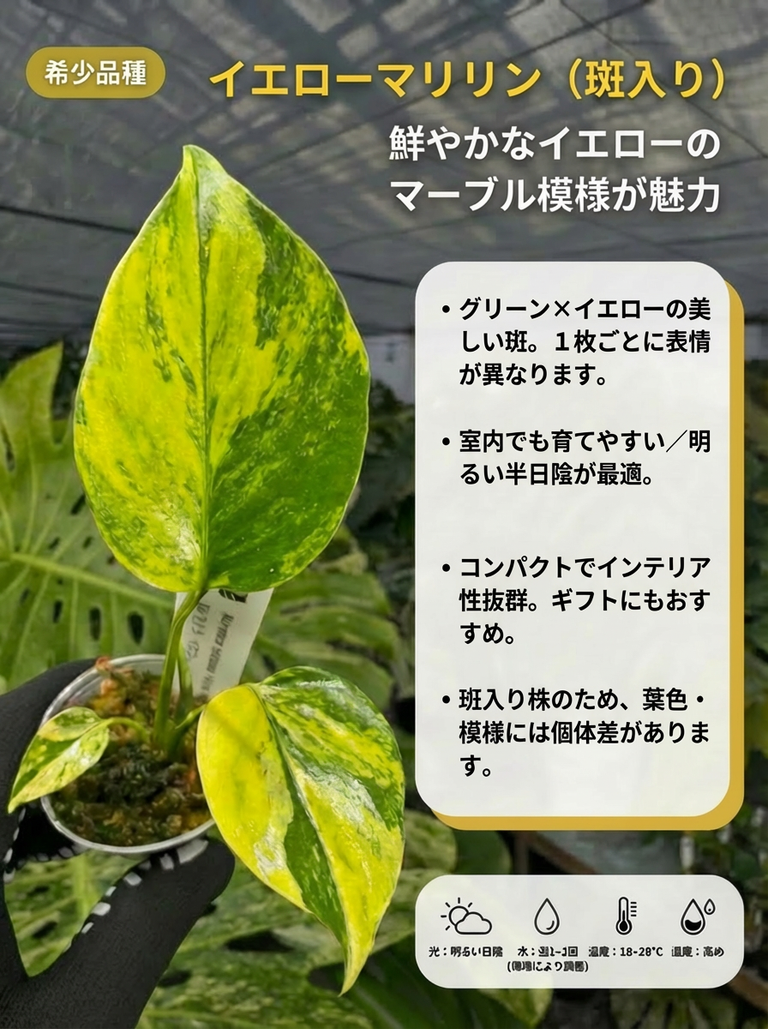 極上黄斑】モンステラ・デリシオーサ 'イエローマリリン'（イエロー